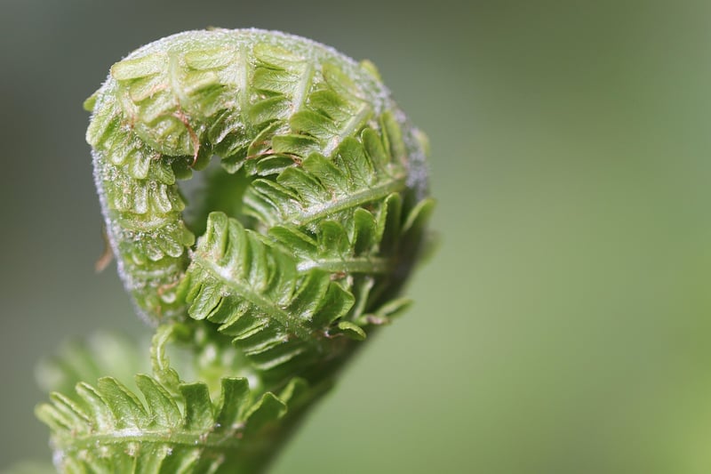 Plant selection tips