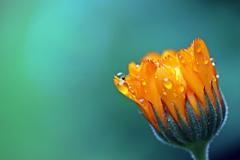 Flower Cascade